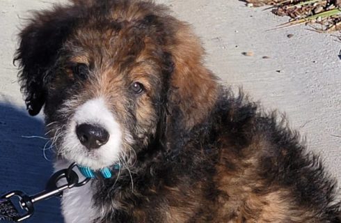 Sweet fuzzy brown and black puppy dog with white snout wearing a blue collar.