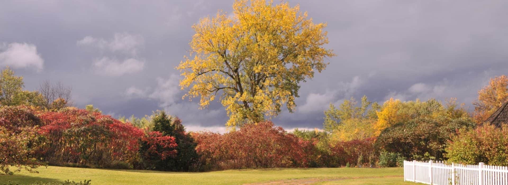 Expanse of trees and shrubs in fall colors dominated by a tall tree with yellow foliage against a grey-clouded sky.