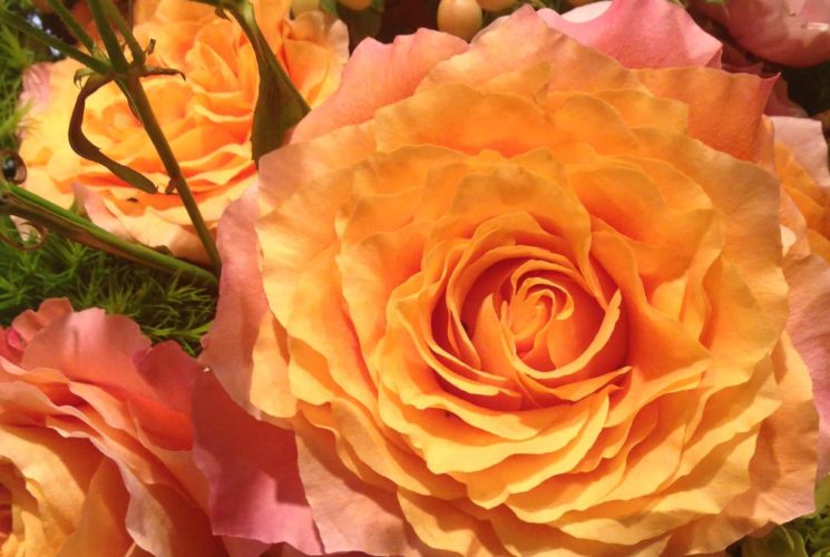 Gorgeous roses in a bouquet with Ombre colors from pale salmon to deep gold.