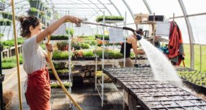 Woman using a hose to water plants