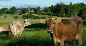 Cows in a field